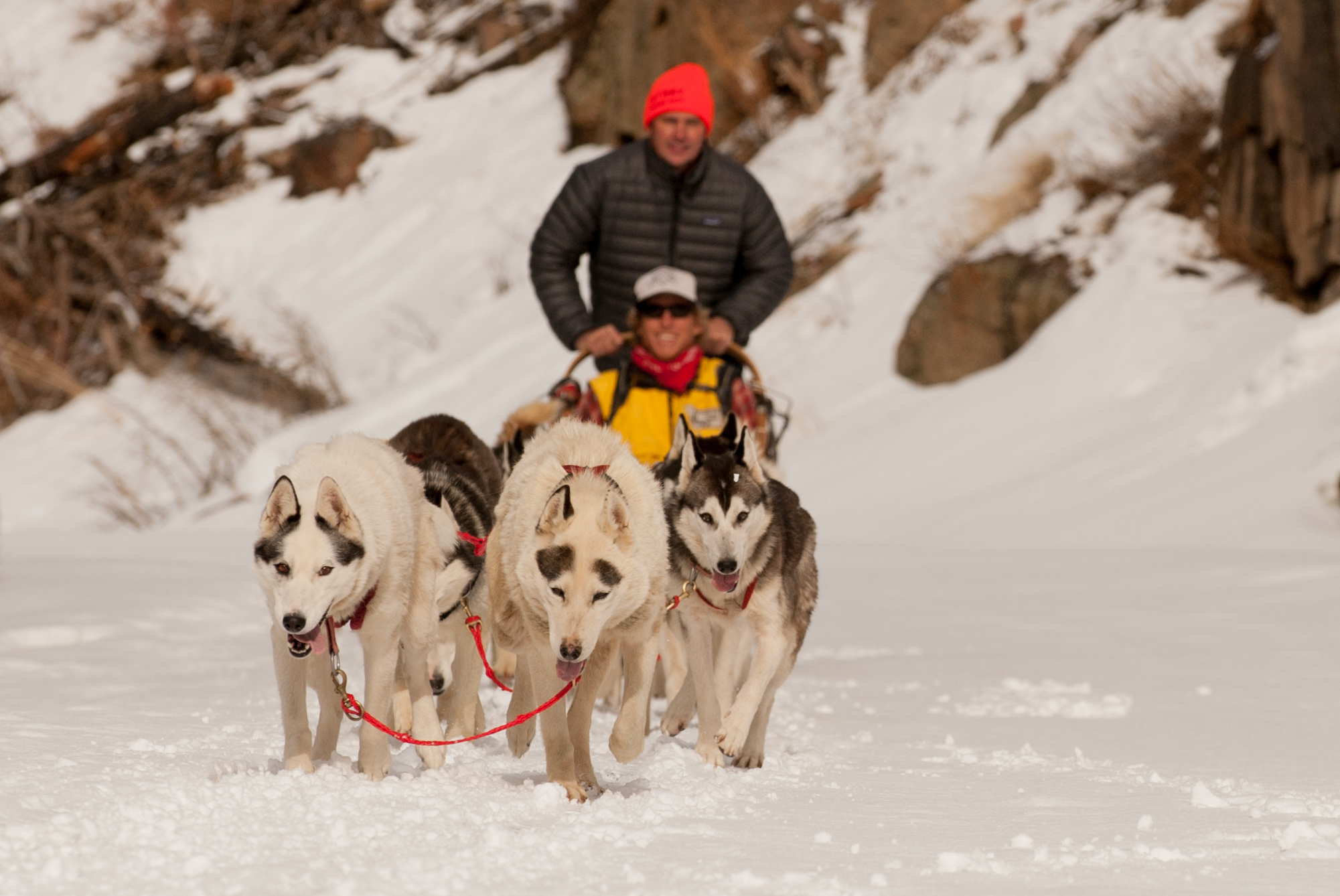 Mushing in Montana