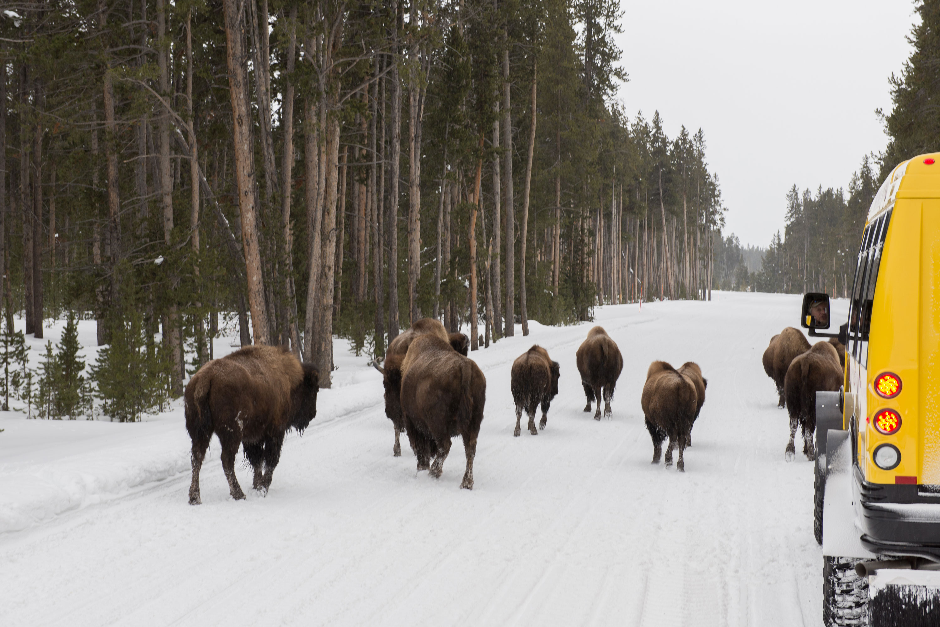 Uncover History This Winter in Yellowstone National Park: Snowcoach Tours